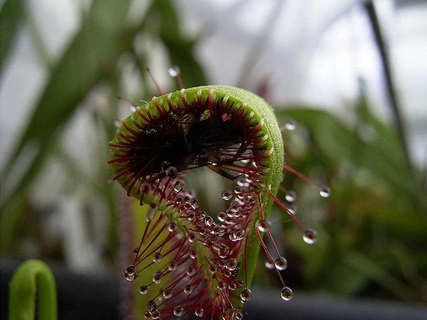 Σαρκοφάγο φυτό «καταπίνει» έντομο-Δείτε το απίστευτο βίντεο!